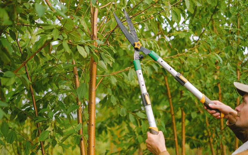 Tree trimming in Karnak, IL